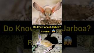 Jerboa Hopping Desert Mouse  Jerboa animals pets shorts [upl. by Nagol]