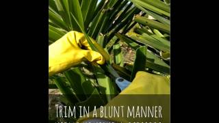 How to Trim or Prune a Yucca Plant [upl. by Skantze977]