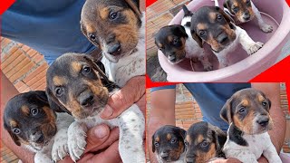 Filhotes de cachorro americano com azul da gasconha a venda meu contado 22 998332644 [upl. by Letnahs]