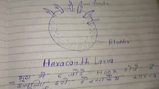 Larval Forms of Cestoda  full notes in hindi  msc zoology notes in hindi [upl. by Sean]