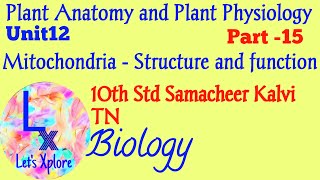 10th std Biology Unit12 Plant Anatomy and Plant Physiology Mitochondria Samacheer Kalvi TN [upl. by Lillis]