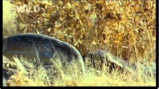 A Honey Badger Against A Monitor Lizard Early  Orginal Broadcast Version [upl. by Hecklau748]