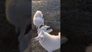 In this frosty morning the Samoyeds are twice as mischievous [upl. by Ellen]