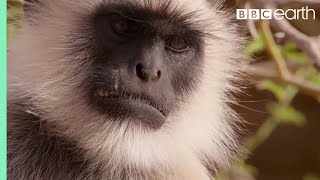 Scarface Fights Off Other Monkeys  Life Story  BBC Earth [upl. by Enilrahc]