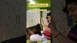 Best guard dog ever😱😱 aggressivedogbreeds germanshepherd dogshortsvideo [upl. by Navek26]