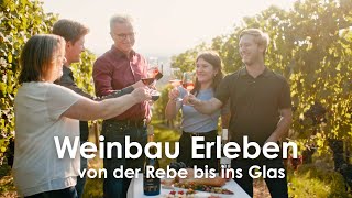 Weinbau Erleben  von der Rebe bis ins Glas  Weingut Ott aus Hohenhaslach  Doku [upl. by Aramoix]