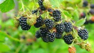 How to Grow Blackberries  Complete Growing Guide [upl. by Derayne]