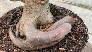 Bonsai From Field Grown Material [upl. by Milburt]