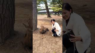 ハイチーズ！奈良公園の日常 deerpark nara 奈良公園 鹿 鹿せんべい Japan [upl. by Sutsugua]