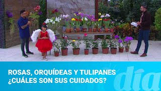 Rosas orquídeas y tulipanes ¿cuáles son sus cuidados [upl. by Euhc877]