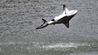 Spinner Sharks Jumping FYV [upl. by Quent]