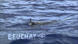 Beuchat  Clip 2013 [upl. by Uird674]