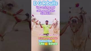 D G R bulls  big size Bulls63 inches Bullsmidhun Ongole bulls subscribe🔔 amplike👍 [upl. by Atinal]