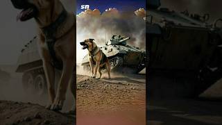 Russian antitank dogs shorts [upl. by Beedon]