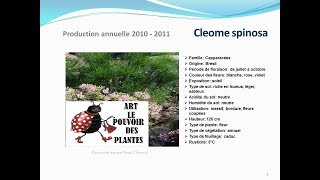 Tuto jardin Cleome spinosa fiche technique plante annuelle [upl. by Sandell]