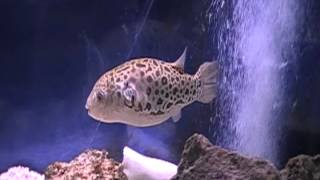 Puffer in 55 Gallon Tank [upl. by Ball]