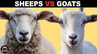 What Is the Difference Between Sheeps and Goats [upl. by Lorene615]