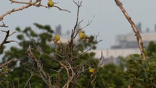 Yellow footed green pigeon State bird of MaharashtraBirds of India [upl. by Marentic]