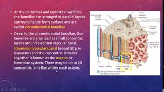 Oral HistologyAlveolar Bone DR Ahmed AL Zanboor part one [upl. by Ahsieym261]