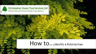 How to identify a Robinia Tree [upl. by Theresina]