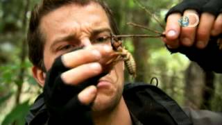 Man vs Wild  Bear Eats an Exotic Bug [upl. by Starkey543]