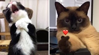 Compilation New Funniest Cat Videos 😹 You laugh You Lose 🤣 Best of Funny Cat Videos 😂 [upl. by Reidar476]