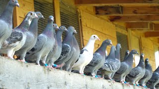 A Day in the Life of Young Racing Pigeons [upl. by Elleirol452]