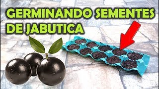 APRENDA A GERMINAR JABUTICABA  SIMPLES E PRÁTICO [upl. by Raseac704]