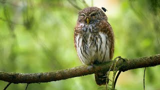 Flies love the smell of Eurasian pygmy owls [upl. by Harness710]