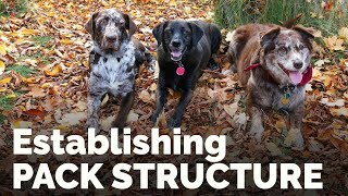 Establishing Pack Structure with the Family Dog [upl. by Socha]