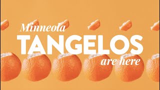 Minneola tangelos  Back In Season  Sunkist ​ [upl. by Nacul]