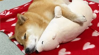 Funny Shiba Inu Compilation 2017  Best Funny Shiba Inu Videos Ever [upl. by Nahtnamas]