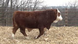 L372 Brink Genetics 2024 Fleckvieh Bull amp Female Offering [upl. by Alvin]