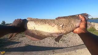 Catfishing With Hotdogs amp KoolAid  Sandusky Bay MONSTER CATCH [upl. by Shandie398]