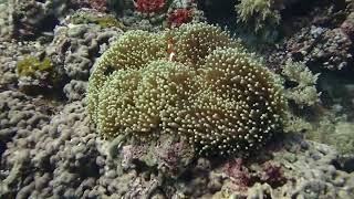 Ocellaris Clownfish in Anemone [upl. by Eelarac]