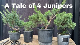 Bonsai creation A Tale of 4 Shimpaku junipers to become bonsai [upl. by Oran]