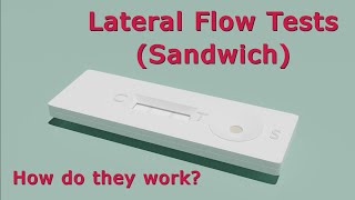 How Do Lateral Flow Tests Work  Animated [upl. by Tallu]