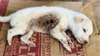 Puppies Rescued Withmaggot amp hole dog🥲😢🐶 [upl. by Neron]