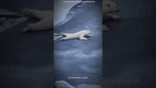 polar bear scince scincefacts facts [upl. by Narine]