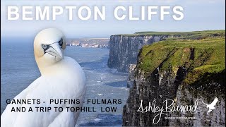 Discover the Spectacular Wildlife of Bempton Cliffs [upl. by Carthy]