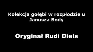 Kolekcja gołębi w rozpłodzie u Janusza Body  Oryginał RUDI DIELS [upl. by Yajeet]