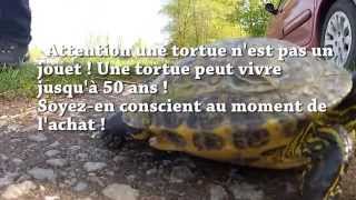 tortue de floride trouvée a la pêche [upl. by Arbe]