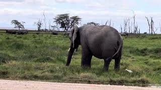 Elephants in Amboseli National Park [upl. by Ayinat204]