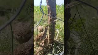 birds  termites eating videos short [upl. by Saberio]