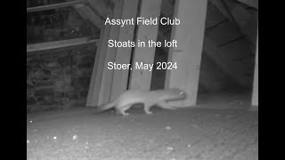 Stoats in the loft Stoer Assynt May 2024 [upl. by Mauretta]