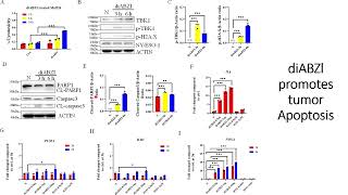 DiaBZl stimulates tumor Apoptosis Code 703 [upl. by Kalagher]