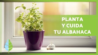 Cómo CULTIVAR ALBAHACA en MACETA🌱 ¡Siembra poda riego y más [upl. by Lezley]