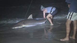 Catching Big Sharks Off The Beach [upl. by Trebbor]