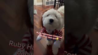 Shichon Shih Tzu and the Bichon Dog Mixed Breed [upl. by Ki987]