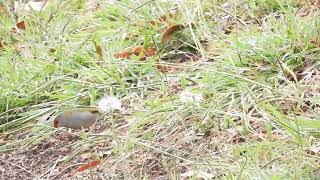 Doublebarred amp Redbrowed Finches Maryborough Qld [upl. by Hnamik]